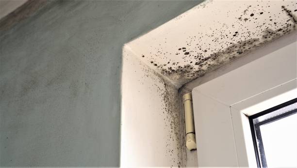 Best Emergency Mold Remediation  in Gardner, KS